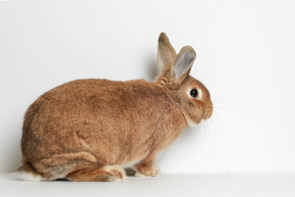 Enlarge Persimmon, a Adoptable Bunny Rabbit in San Francisco, CA image 4/6