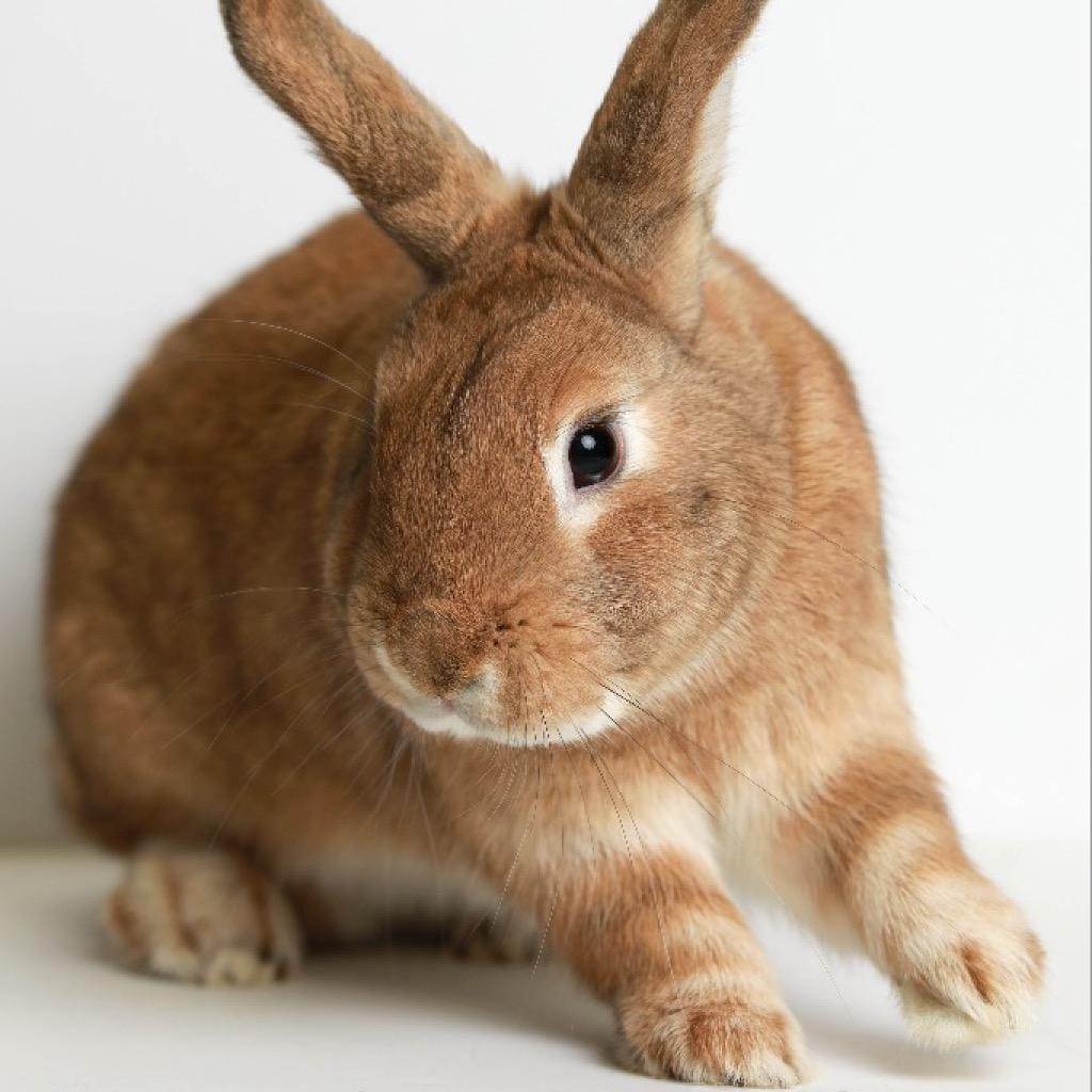 Enlarge Persimmon, a Adoptable Bunny Rabbit in San Francisco, CA image 5/6
