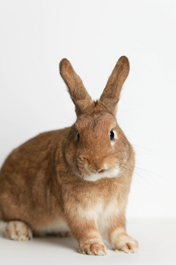 Enlarge Persimmon, a Adoptable Bunny Rabbit in San Francisco, CA image 6/6