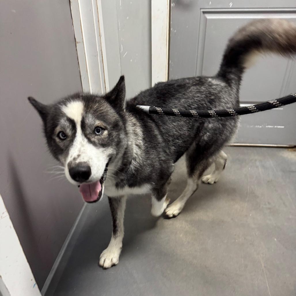 Enlarge Koda, a Adoptable Husky in Normal, IL image 1/6