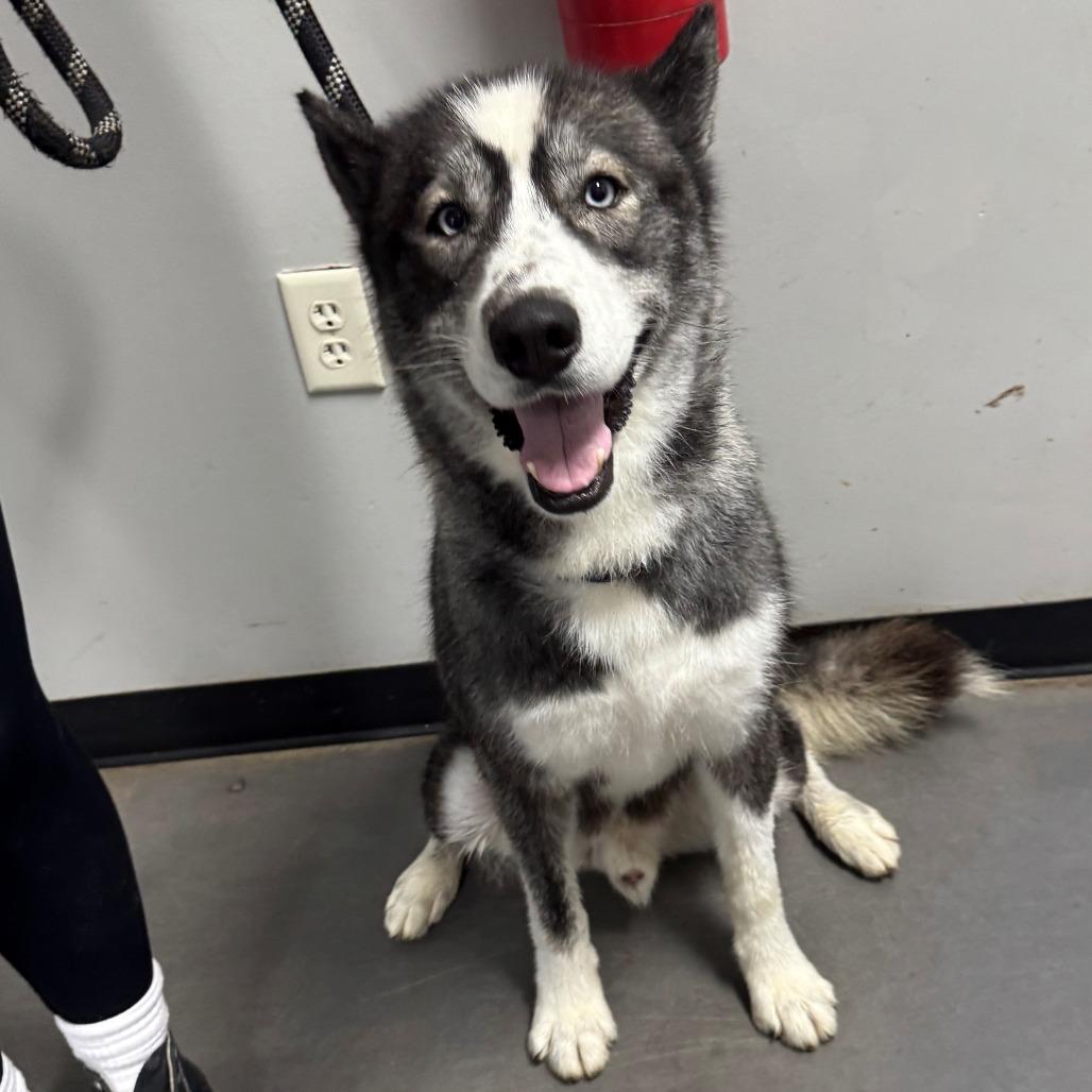 Enlarge Koda, a Adoptable Husky in Normal, IL image 2/6