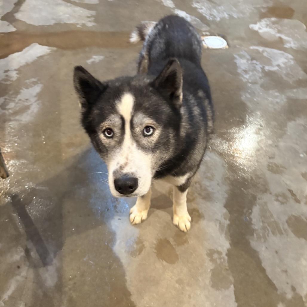Enlarge Koda, a Adoptable Husky in Normal, IL image 3/6