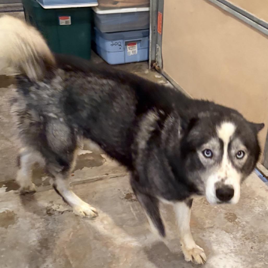 Enlarge Koda, a Adoptable Husky in Normal, IL image 4/6