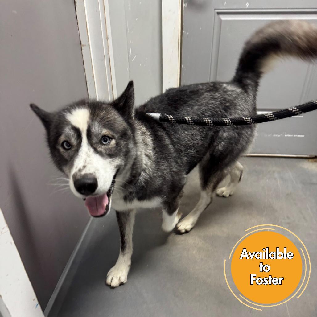 Enlarge Koda, a Adoptable Husky in Normal, IL image 5/6