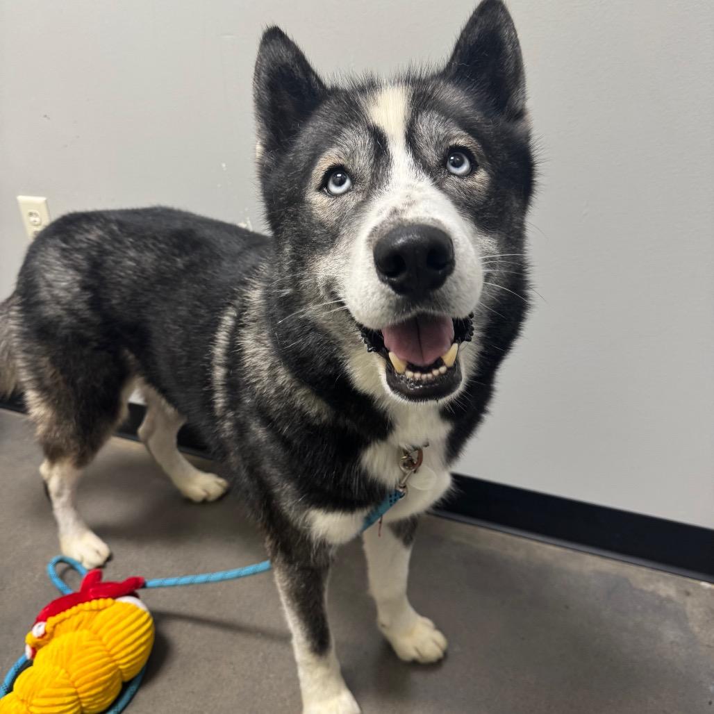 Enlarge Koda, a Adoptable Husky in Normal, IL image 6/6