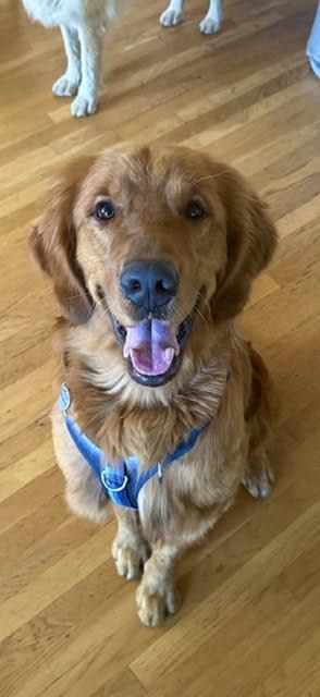 Enlarge COOPER, an adopted Golden Retriever in Sherman Oaks, CA image 3/4