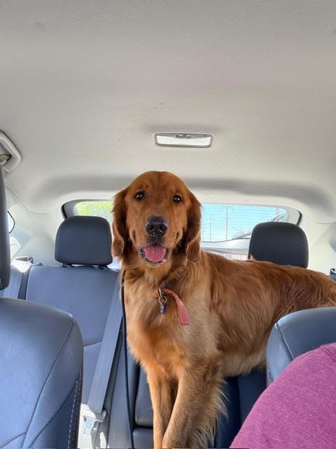 Enlarge COOPER, an adopted Golden Retriever in Sherman Oaks, CA image 2/4