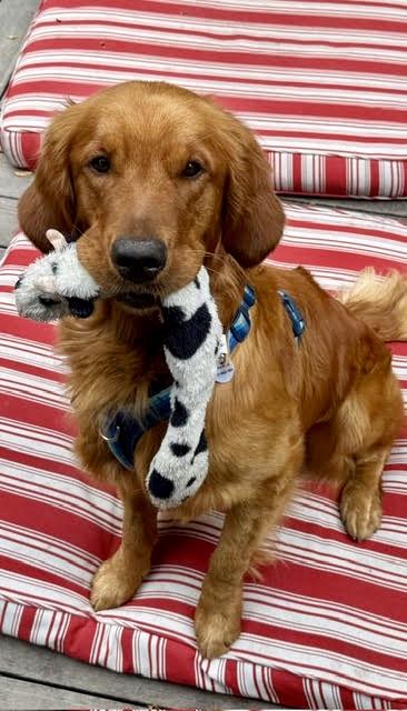 COOPER, adopted, Young Male Golden Retriever.
