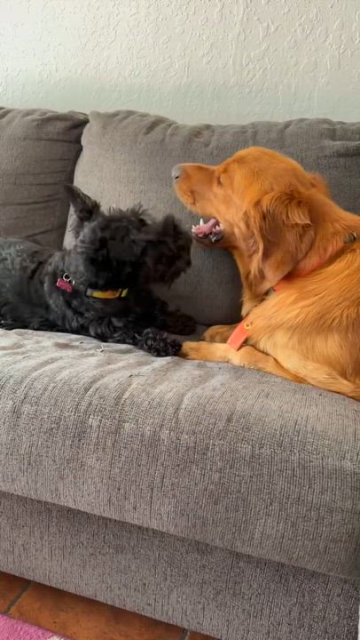 Enlarge COOPER, an adopted Golden Retriever in Sherman Oaks, CA video 4/4