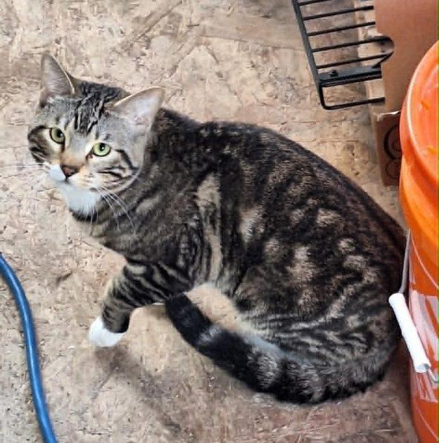 Enlarge Hudson, a ADOPTABLE Domestic Medium Hair in Kenai, AK image 1/1