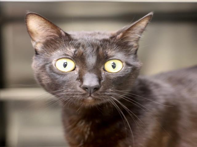 WEAZEL, Adoptable, Young Male Domestic Short Hair.