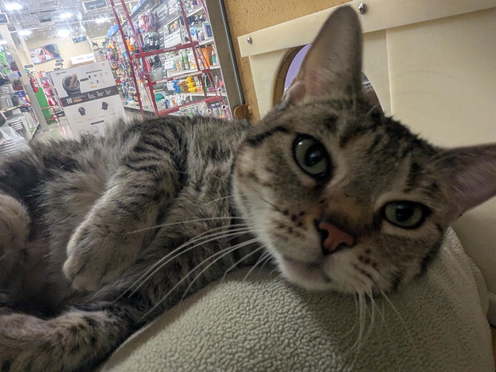 Tillie, Adoptable, Adult Female Domestic Short Hair.