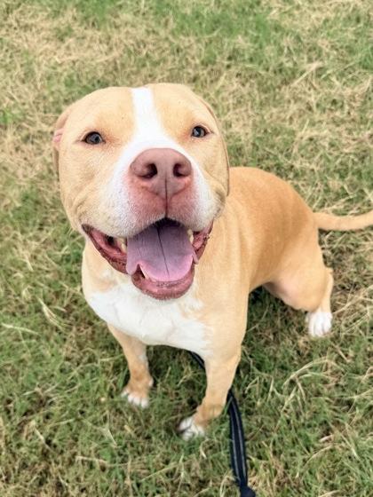 Pac-Man, Adoptable, Adult Male Pit Bull Terrier & Mixed Breed.