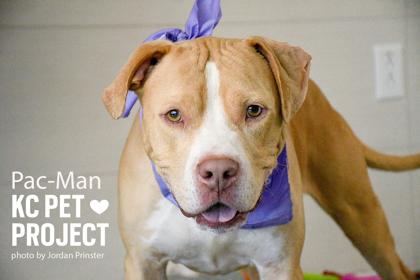Pac-Man, Adoptable, Adult Male Pit Bull Terrier & Mixed Breed.