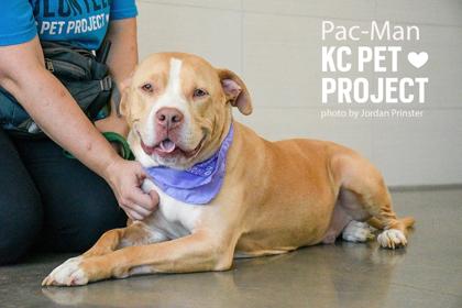 Enlarge Pac-Man, a Adoptable mixed breed in Kansas City, MO image 3/3