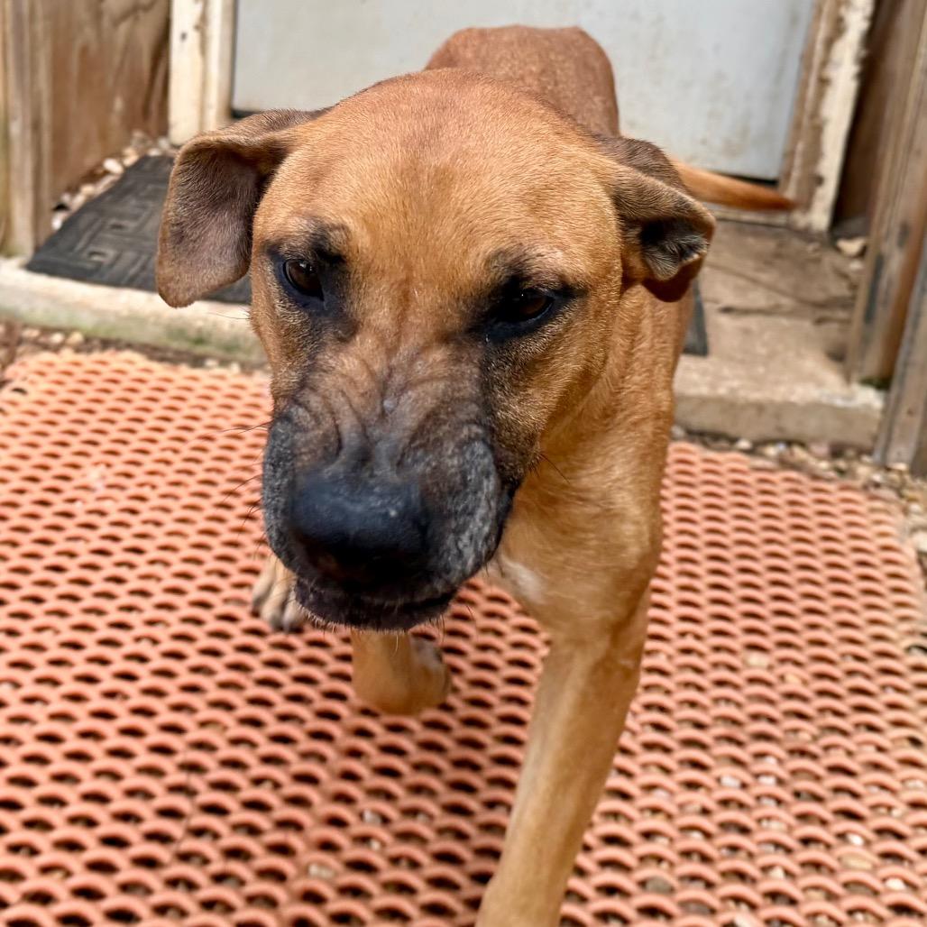 Enlarge Princess, a Adoptable mixed breed in Jackson, MI image 4/6