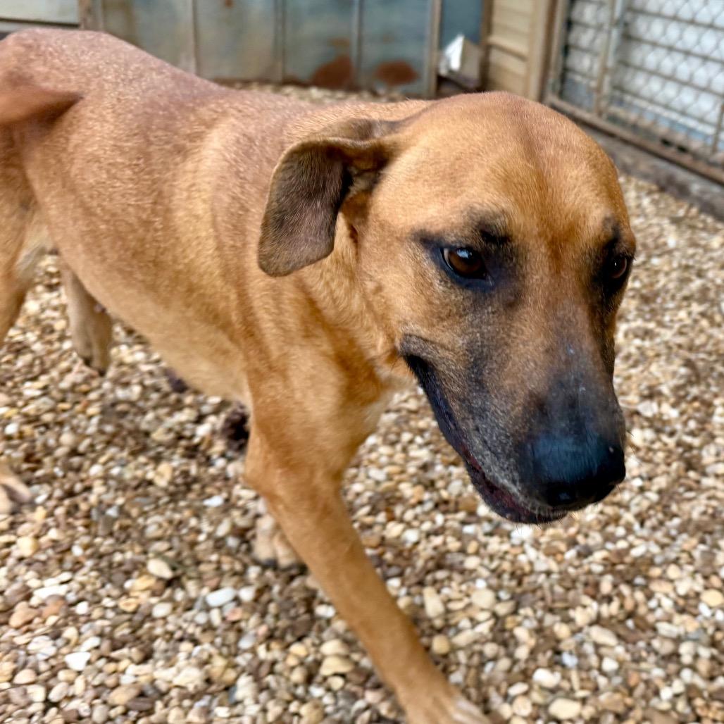 Enlarge Princess, a Adoptable mixed breed in Jackson, MI image 3/6