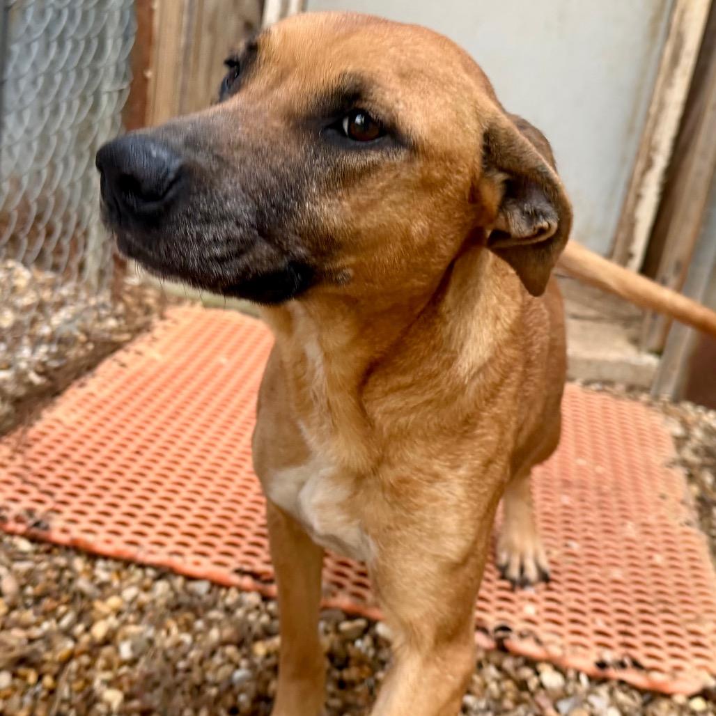 Princess, Adoptable, Adult Female Pit Bull Terrier & Mixed Breed.