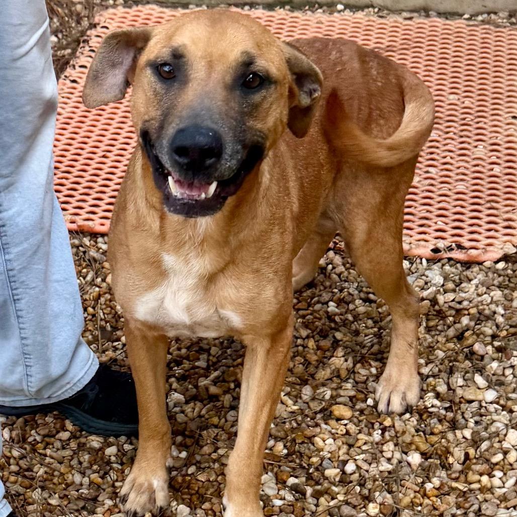 Enlarge Princess, a Adoptable mixed breed in Jackson, MI image 5/6