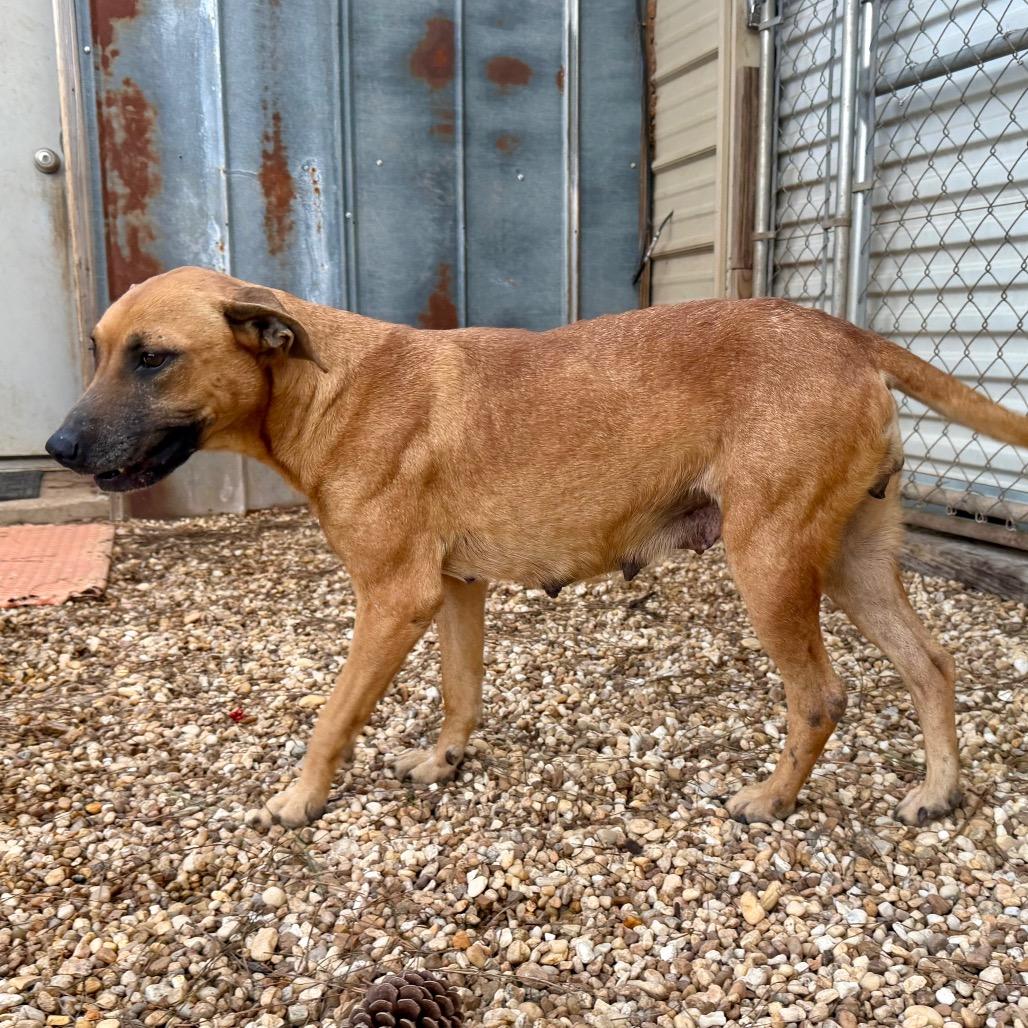 Enlarge Princess, a Adoptable mixed breed in Jackson, MI image 2/6