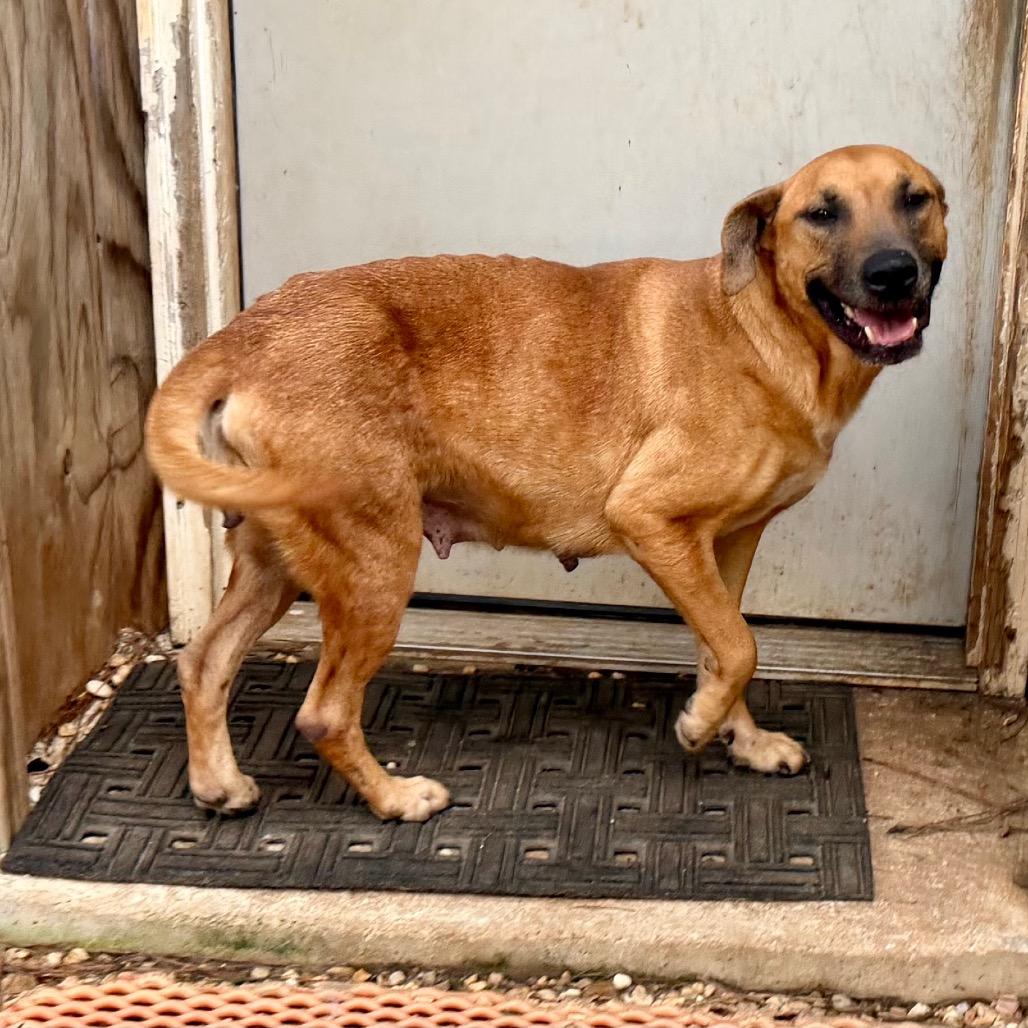 Enlarge Princess, a Adoptable mixed breed in Jackson, MI image 6/6