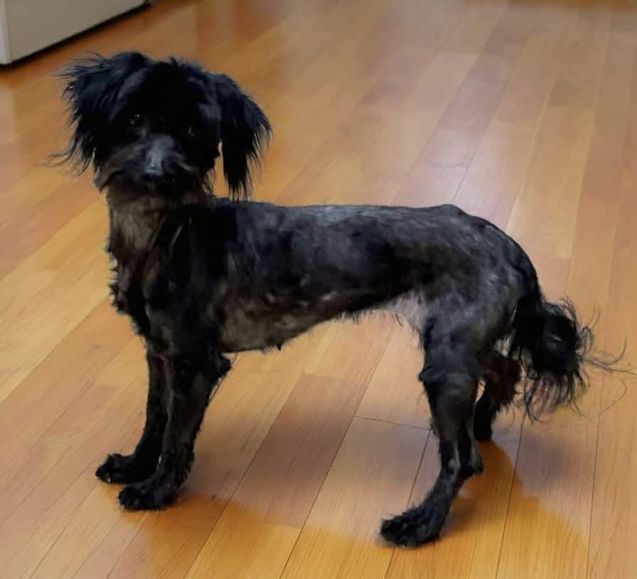 TINY LITTLE GIRL 12 pounds , adoptable, Adult Female Havanese.