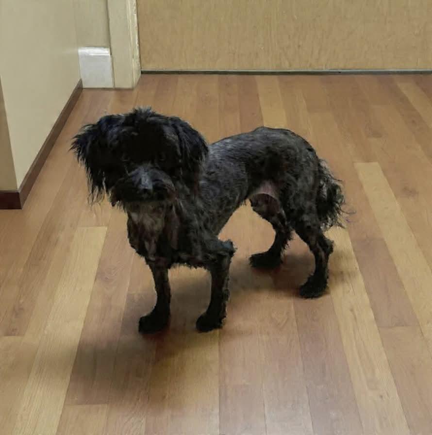 Tiny Little Girl  thumbnail 2