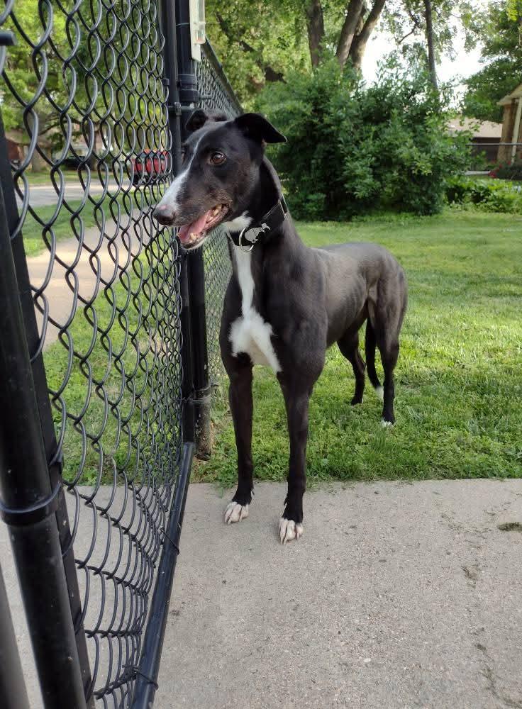 Bonzo, Adult Male Greyhound