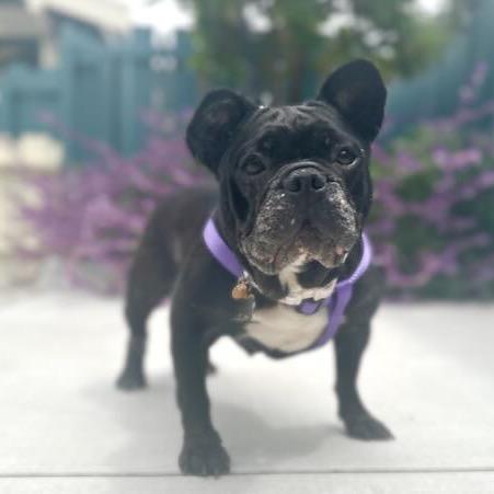 Melon, a Adoptable French Bulldog in Pacific Grove, CA image 1/6