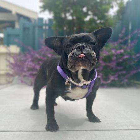 Melon, a Adoptable French Bulldog in Pacific Grove, CA image 2/6