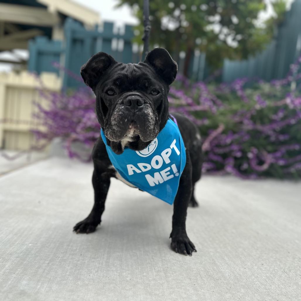 Melon, a Adoptable French Bulldog in Pacific Grove, CA image 3/6