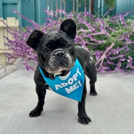 Melon, a Adoptable French Bulldog in Pacific Grove, CA image 4/6