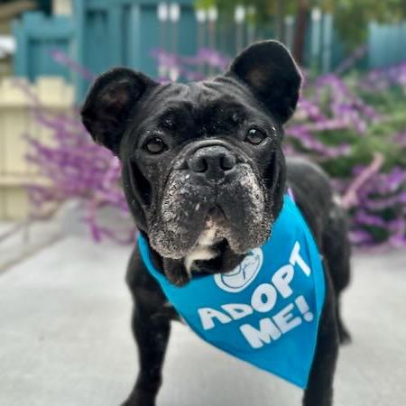 Melon, a Adoptable French Bulldog in Pacific Grove, CA image 5/6
