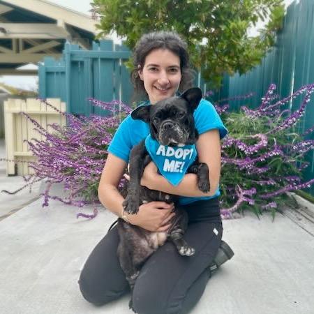 Melon, a Adoptable French Bulldog in Pacific Grove, CA image 6/6