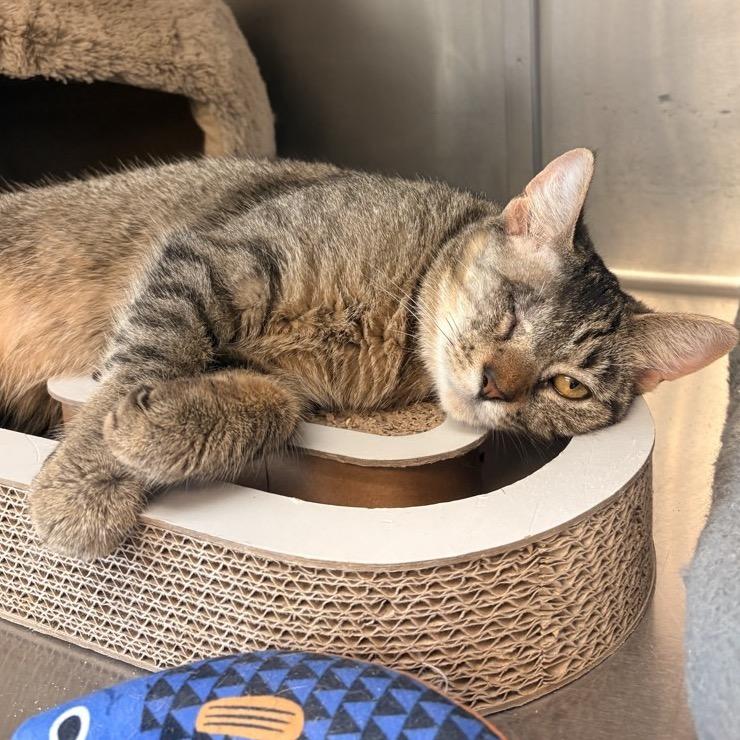 Enlarge Rue, a Adoptable American Bobtail in Easton, PA image 1/3