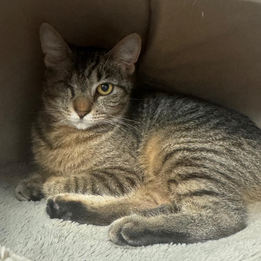 Enlarge Rue, a Adoptable American Bobtail in Easton, PA image 2/3