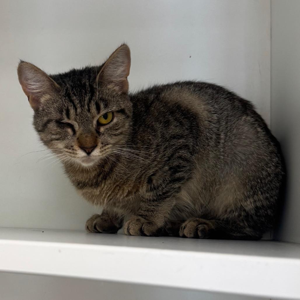Enlarge Rue, a Adoptable American Bobtail in Easton, PA image 3/3