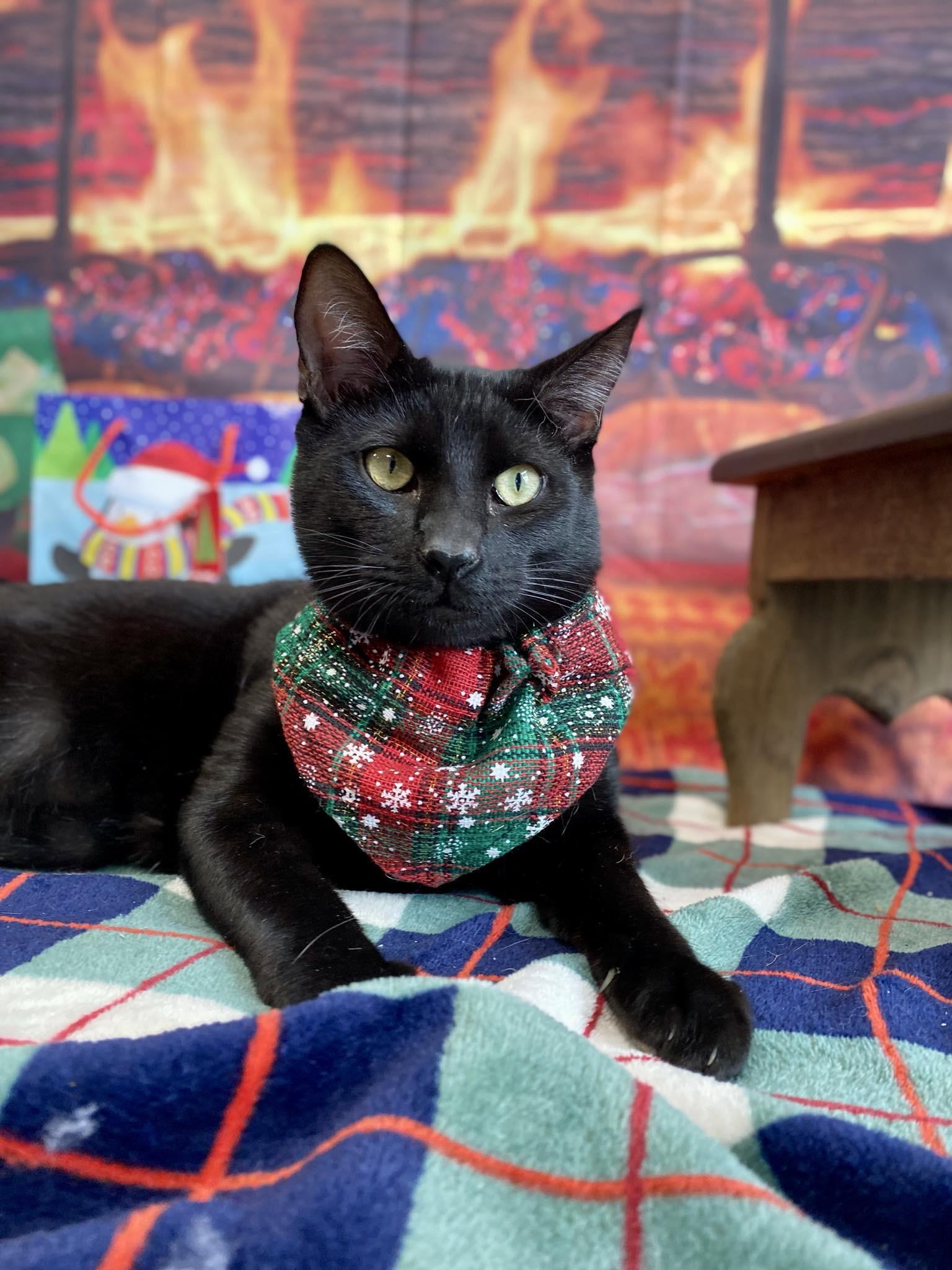 Zuko and Sokka, a Adopted mixed breed in Fort Oglethorpe, GA image 2/5