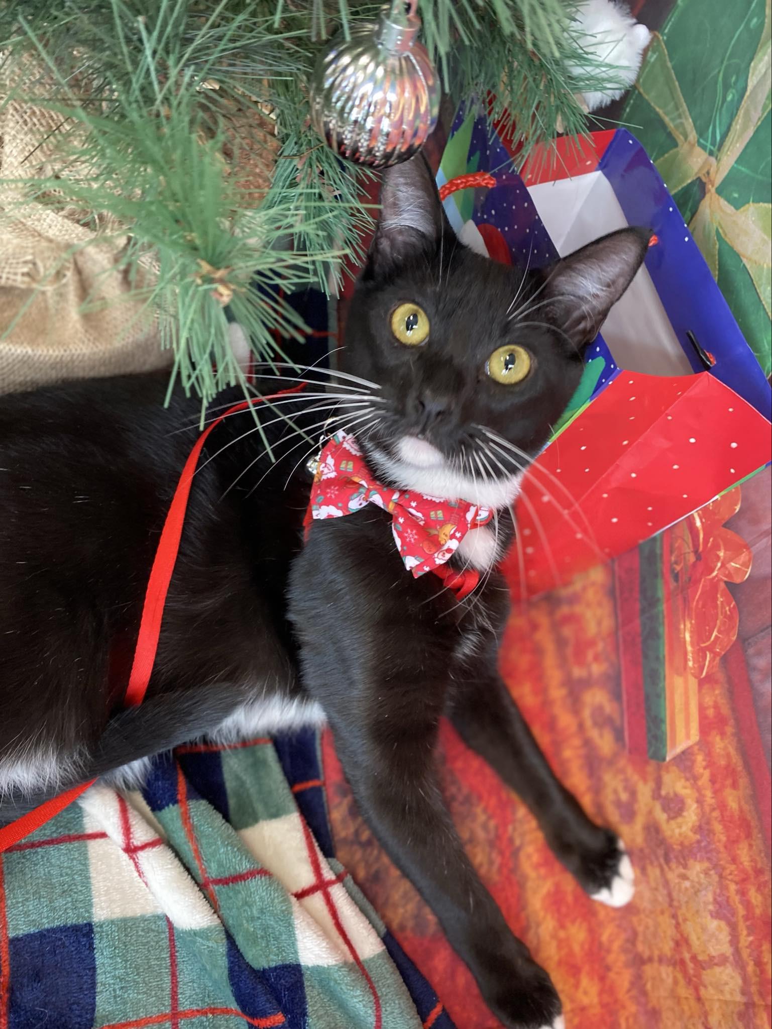 Zuko and Sokka, Adopted, Kitten Male Domestic Short Hair & Burmese.