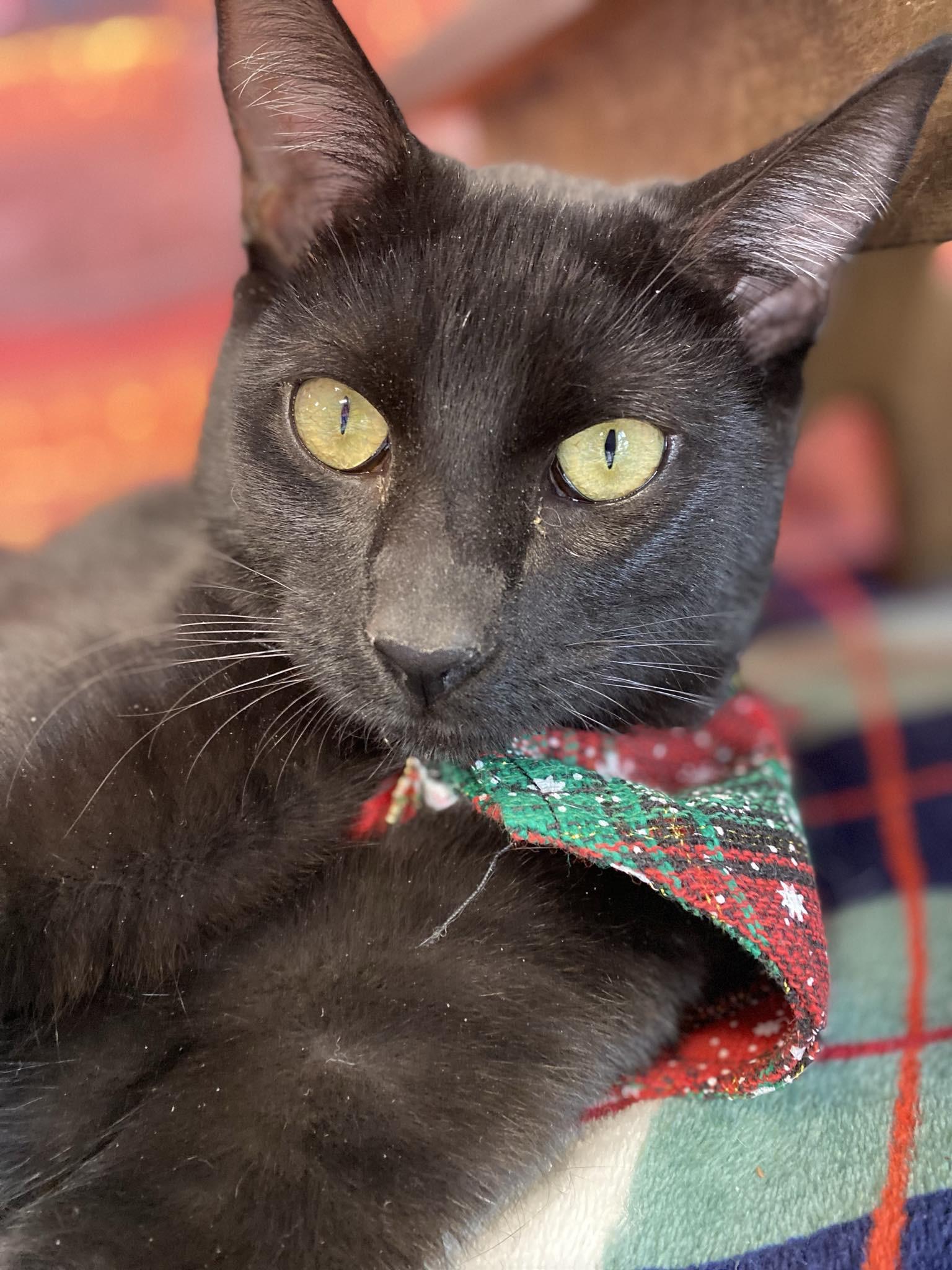 Zuko and Sokka, a Adopted mixed breed in Fort Oglethorpe, GA image 4/5