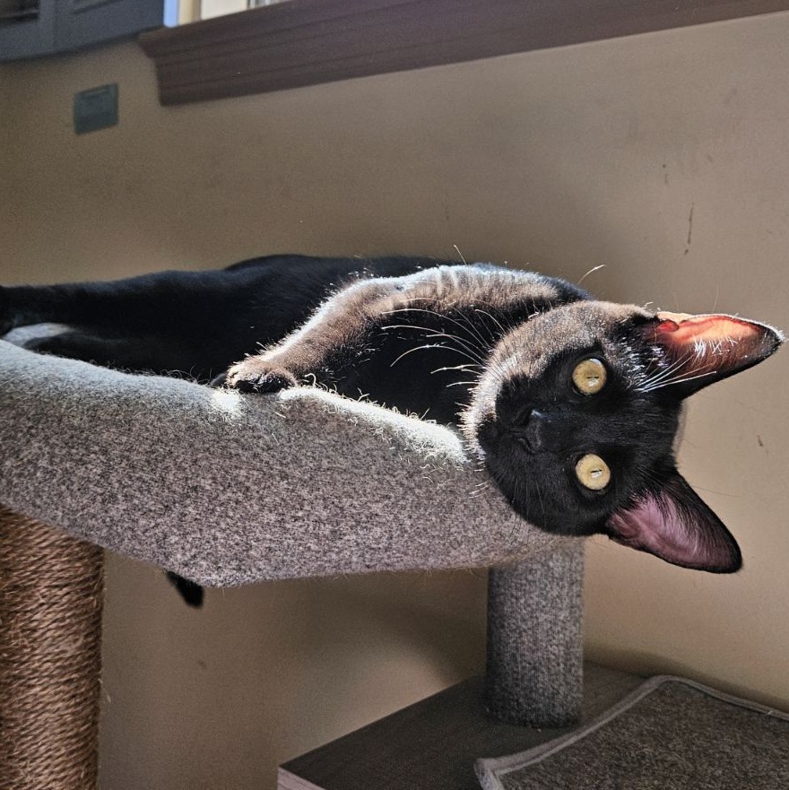 Zuko and Sokka, a Adopted mixed breed in Fort Oglethorpe, GA image 5/5