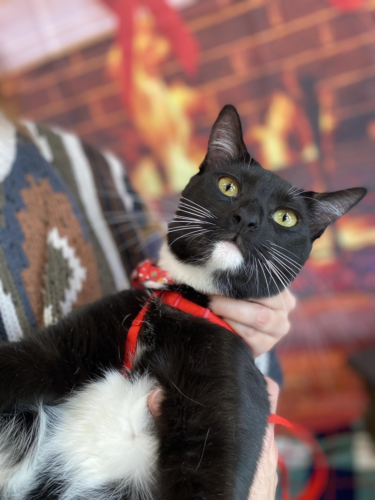 Zuko and Sokka, a Adopted mixed breed in Fort Oglethorpe, GA image 3/5