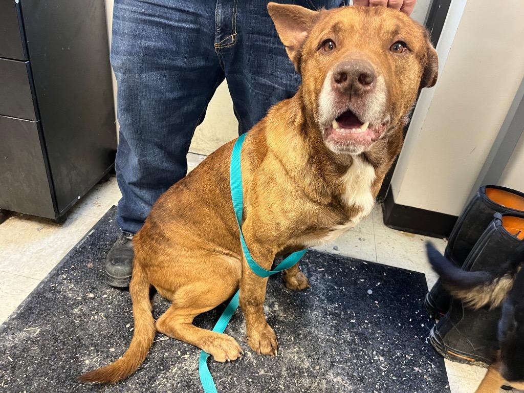 Lionel, Adoptable, Adult Male Mixed Breed.