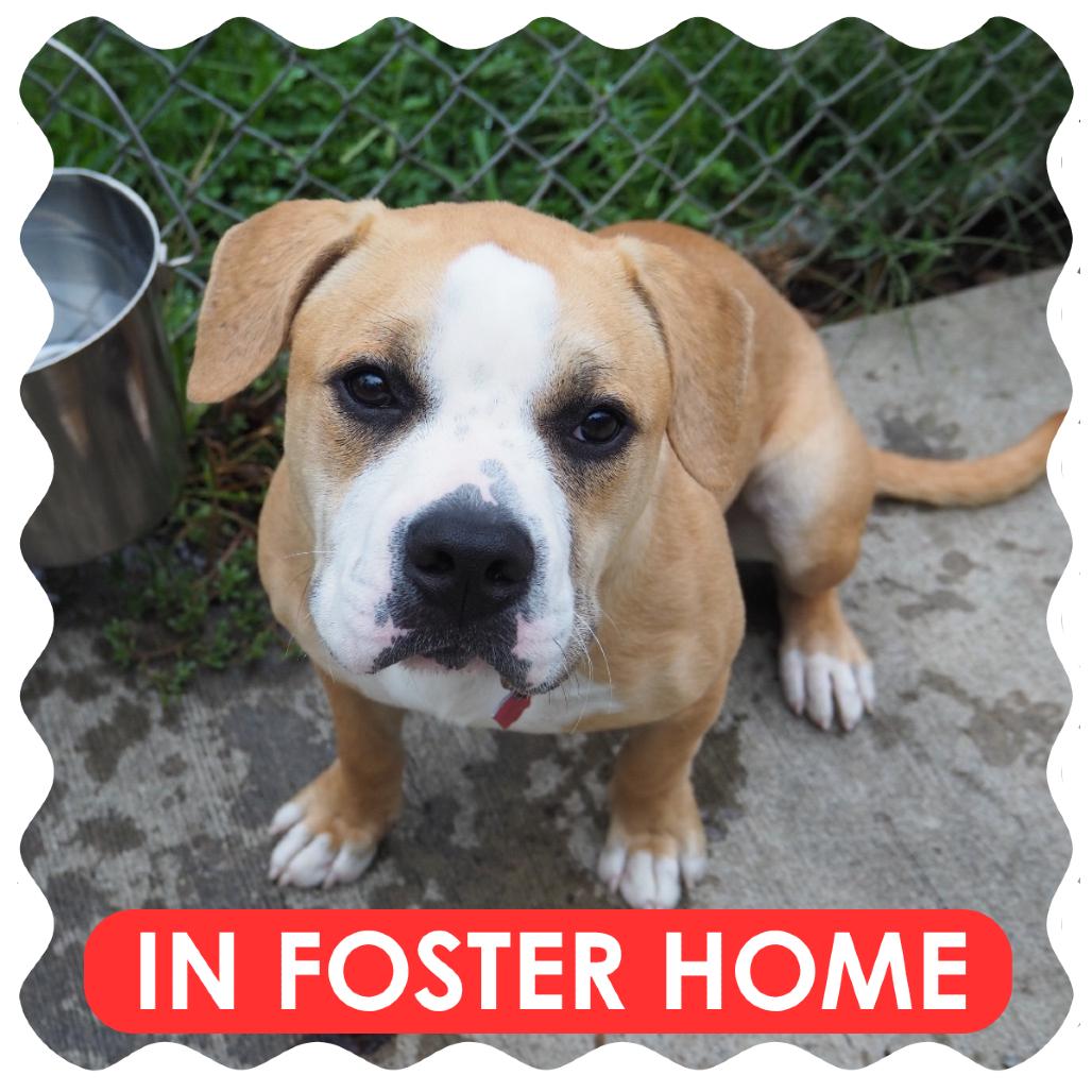 Minnie, Adoptable, Young Female English Bulldog & Beagle.