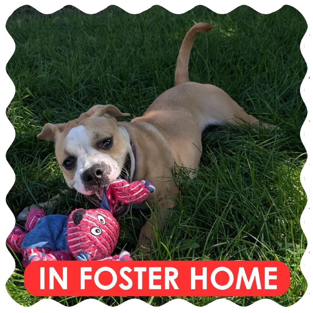Enlarge Minnie, a Adoptable mixed breed in Delaware, OH image 2/4