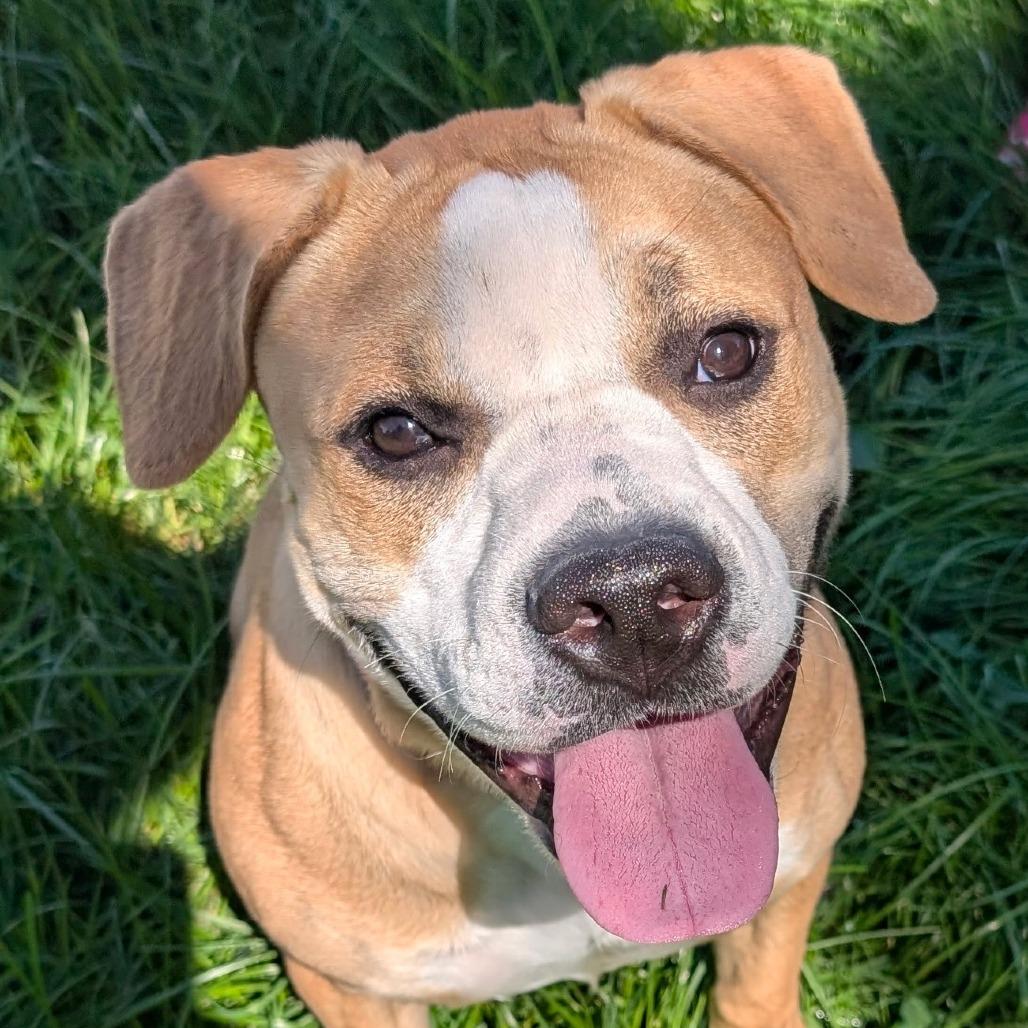 Enlarge Minnie, a Adoptable mixed breed in Delaware, OH image 3/4