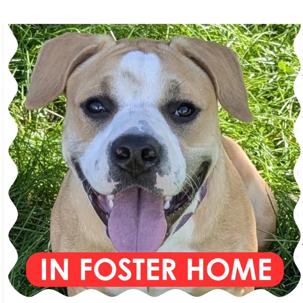 Enlarge Minnie, a Adoptable mixed breed in Delaware, OH image 4/4