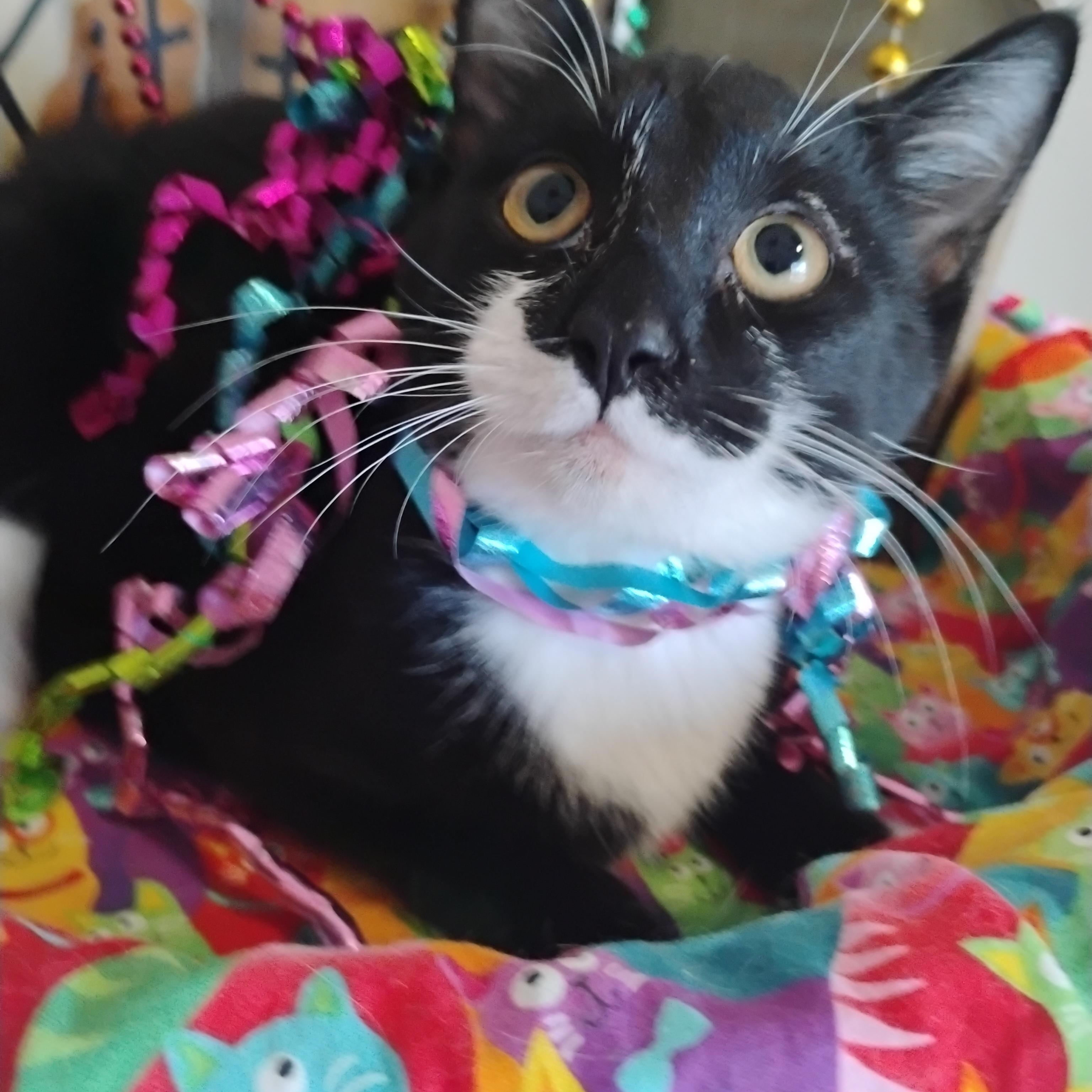 Enlarge sombr 4lbs M Tux kids/dogs/chill/HOUSE TRAINED, a ADOPTABLE Domestic Short Hair in Phoenix, AZ image 1/1