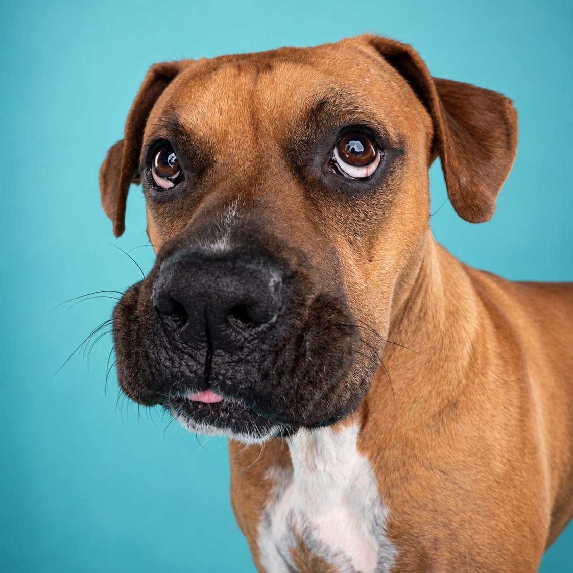 Enlarge Marcus, a Adopted mixed breed in Appleton, WI image 1/4