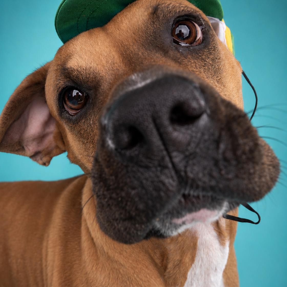 Enlarge Marcus, a Adopted mixed breed in Appleton, WI image 3/4